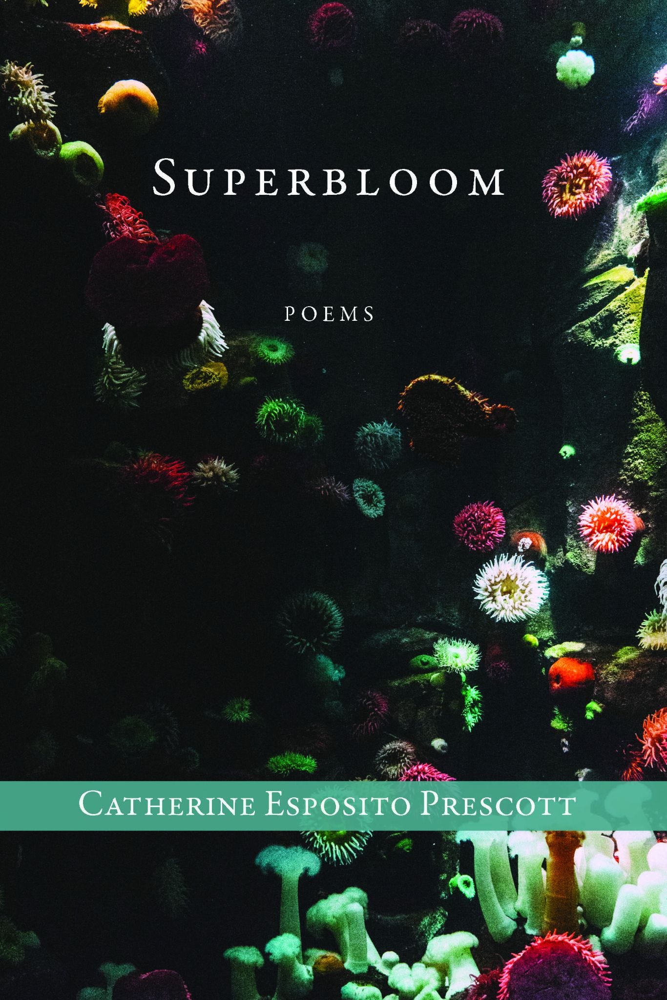 cover of Catherine Prescott's poetry book Superbloom cover of Catherine Prescott's poetry book Superbloom