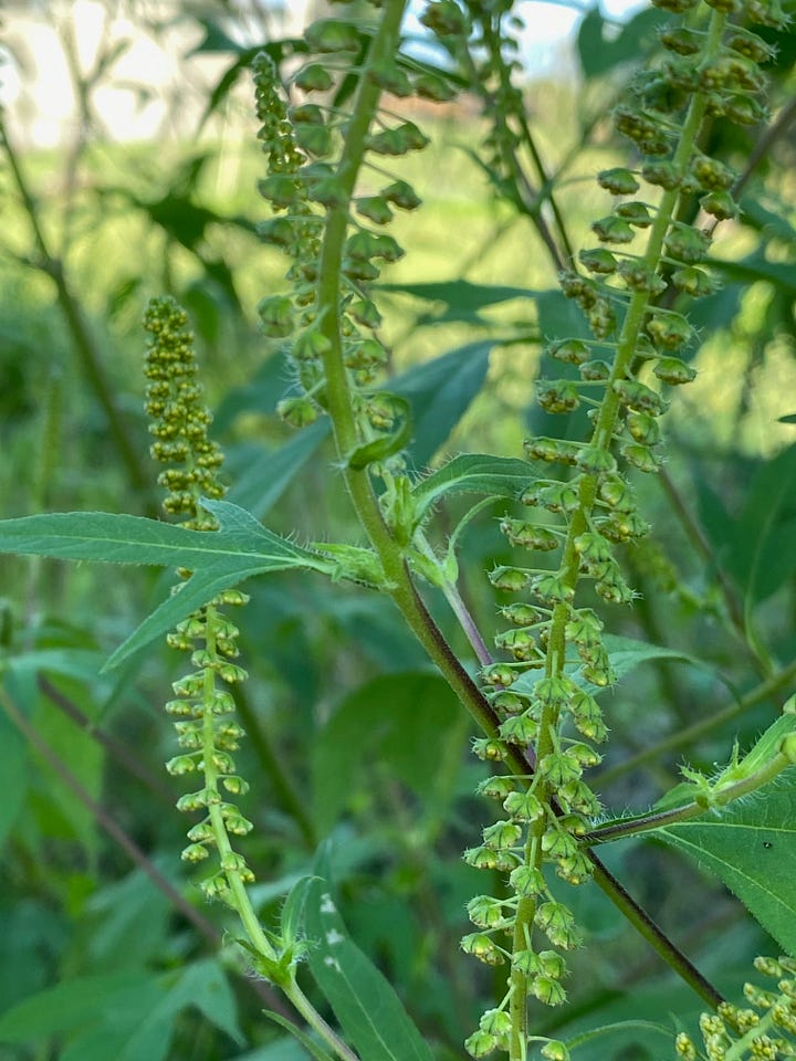 flowers of Ambrosia artemisiifolia, left and Ambrosia trifida, right