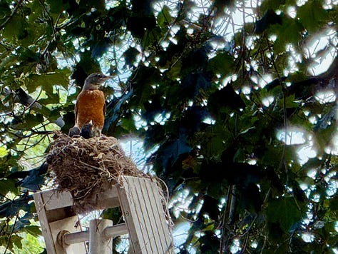 Photos include: tomato and other plants in an assortment of containers, American Robin standing nest with two nestlings atop a metal ladder, bowl of colorful succulent plants on a post next to a stucco wall, rosy and green Lewis' Woodpecker perched on a pear tree trunk, paving-stone walk lined with Red Valerian, coral-colored heritage rose blossom open wide. Photo credit: Susan J Tweit