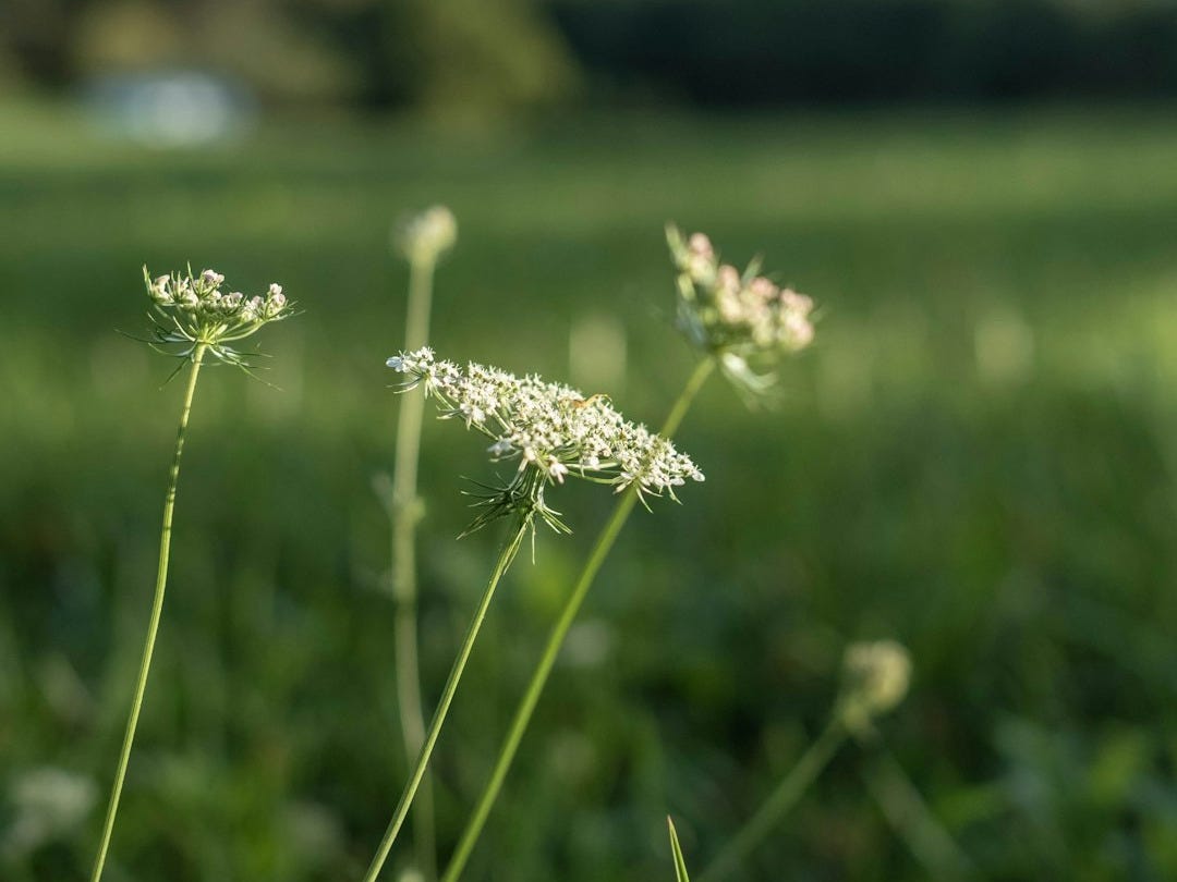 a field of grass with a blue sky in the background