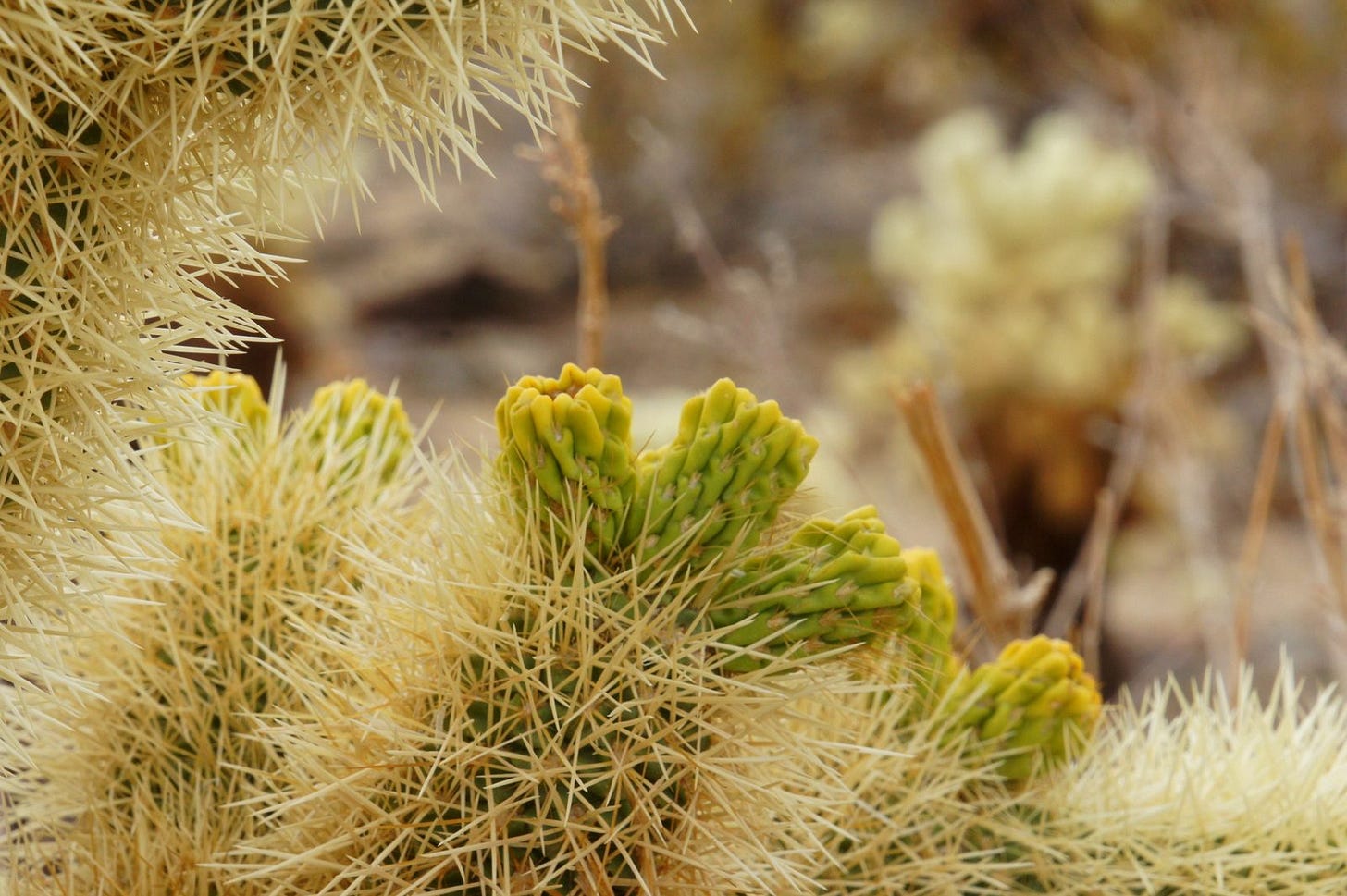Cholla cacti buds after a rain storm. Cholla cacti buds after a rain storm.