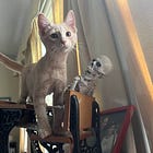 Trump Hid Stolen Documents In Bedroom, Probably Under Pile Of Soiled Depends