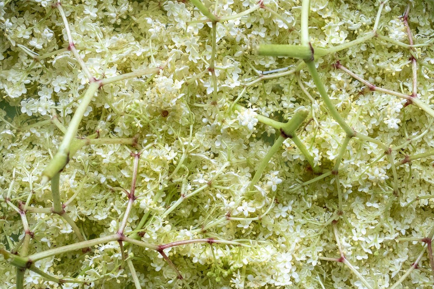 Elderflowers infusing