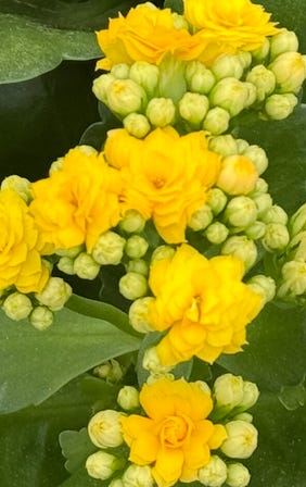 Contenu de l’article