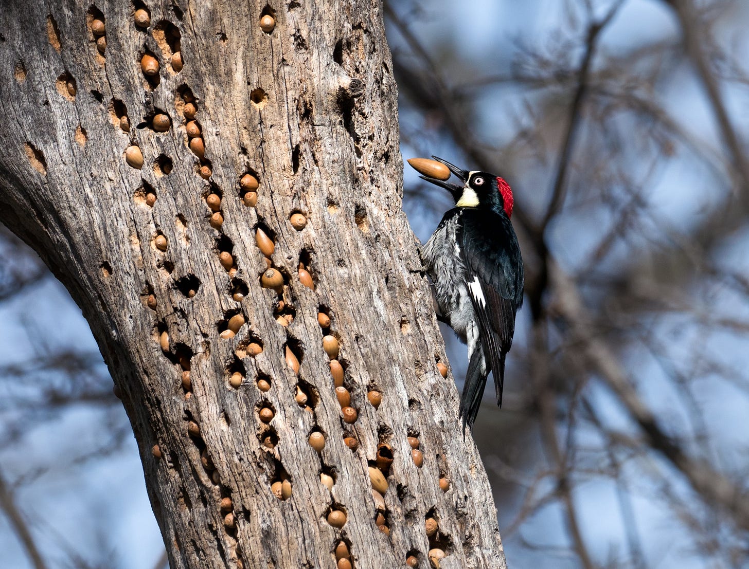 A black bird with a bright red patch on the top of its head places an acorn into one of several holes in a tree. A black bird with a bright red patch on the top of its head places an acorn into one of several holes in a tree.