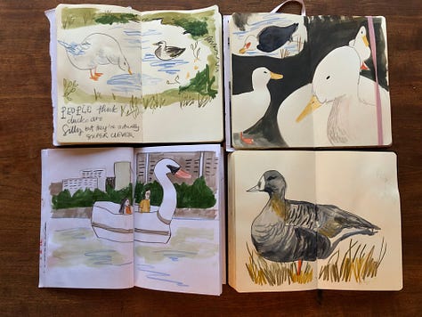 Sketchbook illustrations of ducks
