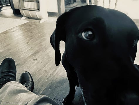 Three photographs of the dog Bark Raven