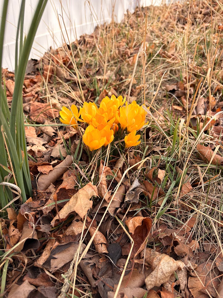 Ocean sunset, mountain flowers, fall leaves, crocus blooming