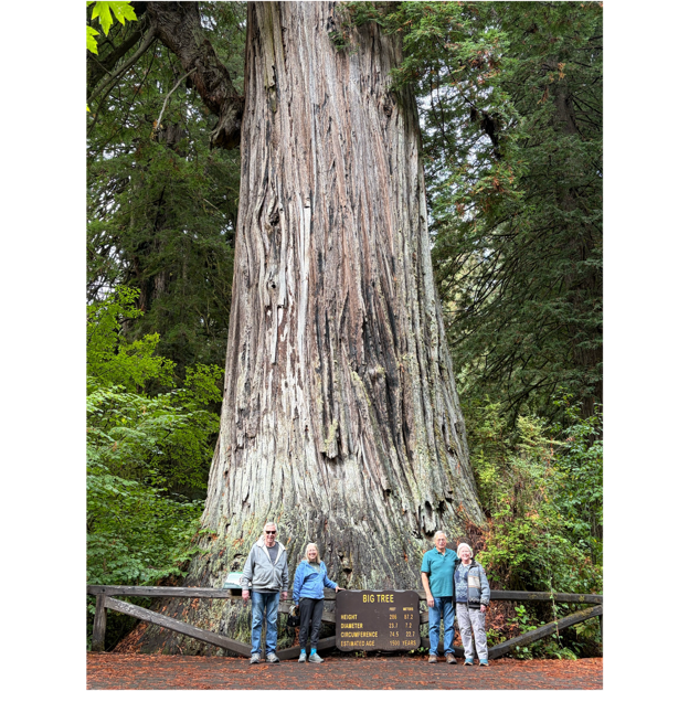 A group of people standing in front of a large tree

AI-generated content may be incorrect.