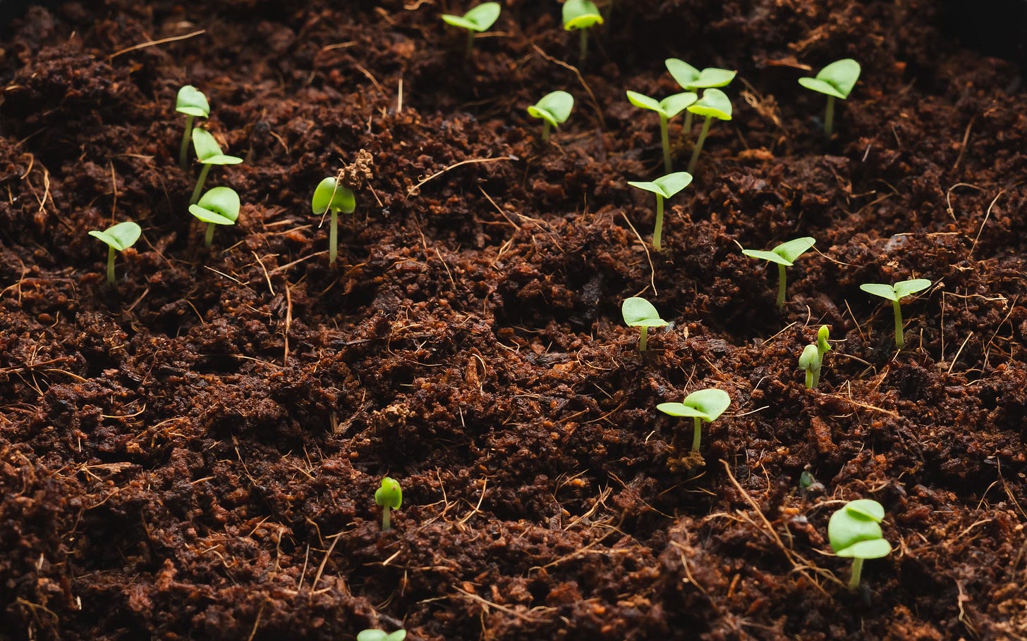 A close-up short of basil seedlings, sprouting