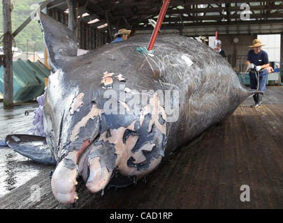 Baird's beaked whale hi-res stock photography and images - Alamy
