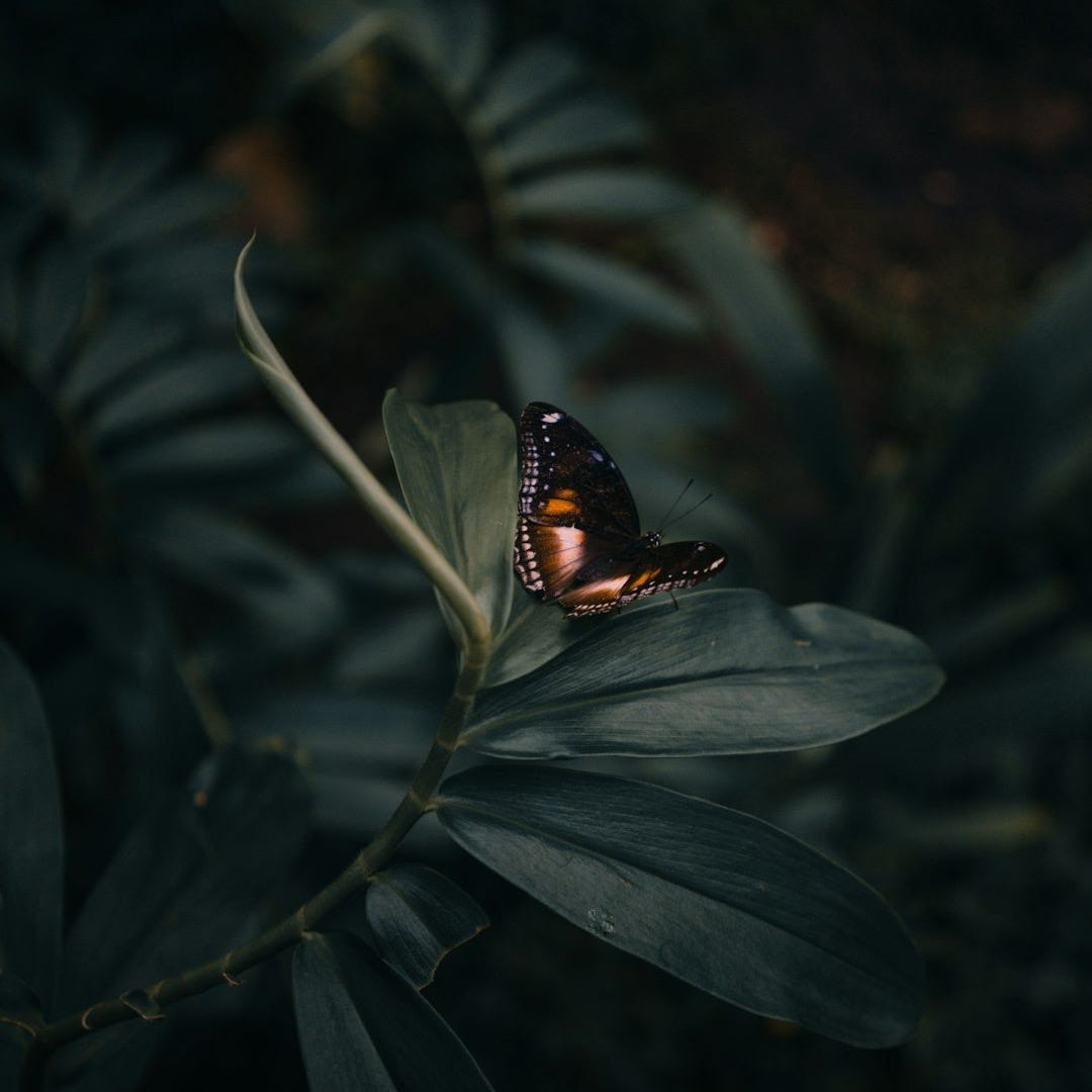 butterfly perching on leaves