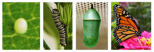 Monarch Life Cycle, Metamorphosis, Stages of Development