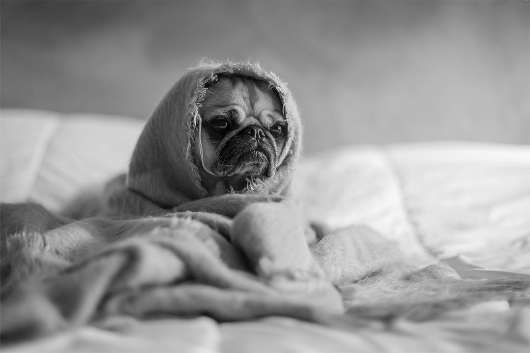 Sad pug wrapped in a shroud of a Thneed Sad pug wrapped in a shroud of a Thneed