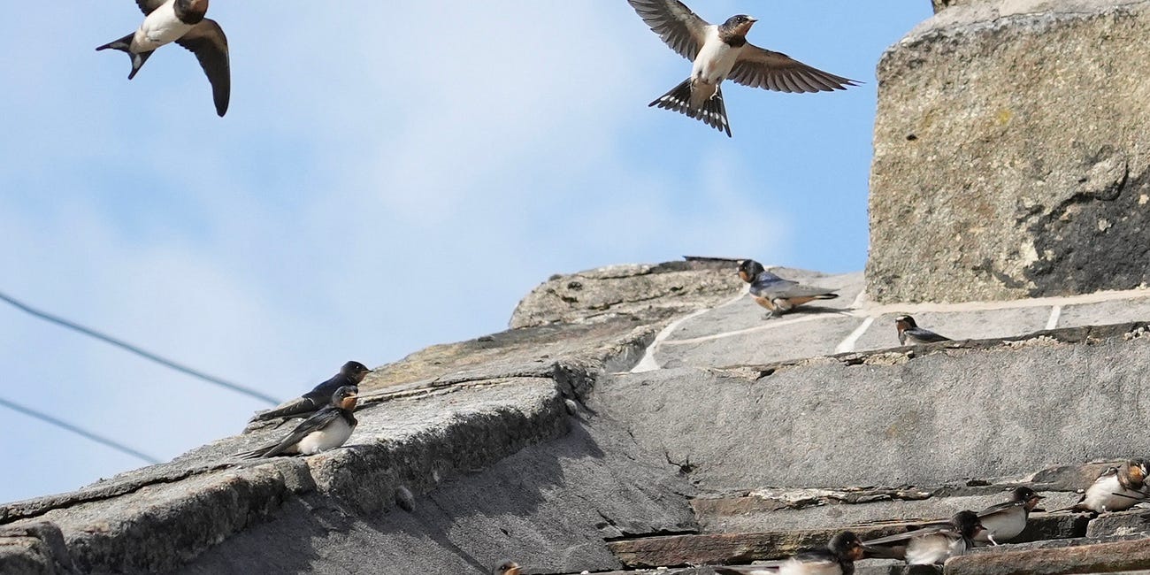 How to feed and encourage birds naturally in gardens
