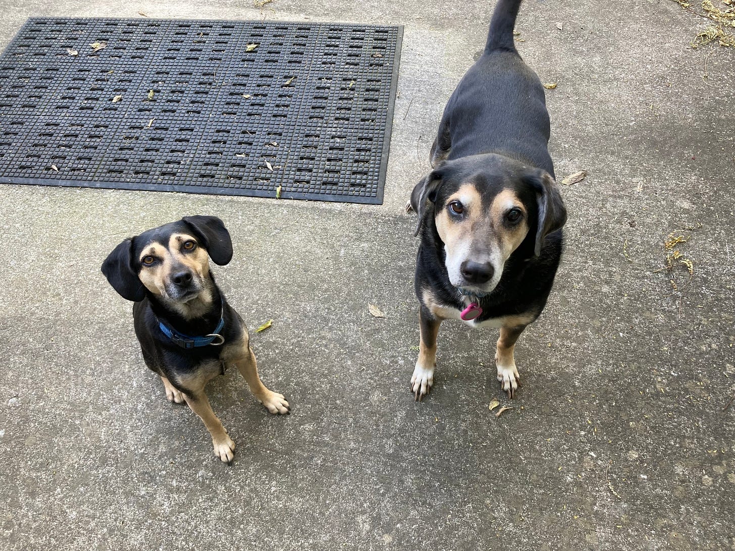 May be an image of dog May be an image of dog