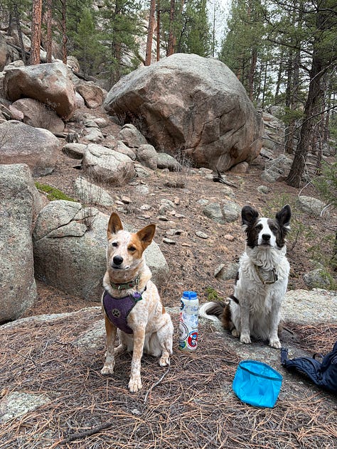 two cattle dogs hiking on a trail with many boulders