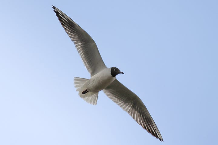 Black-Headed Gull