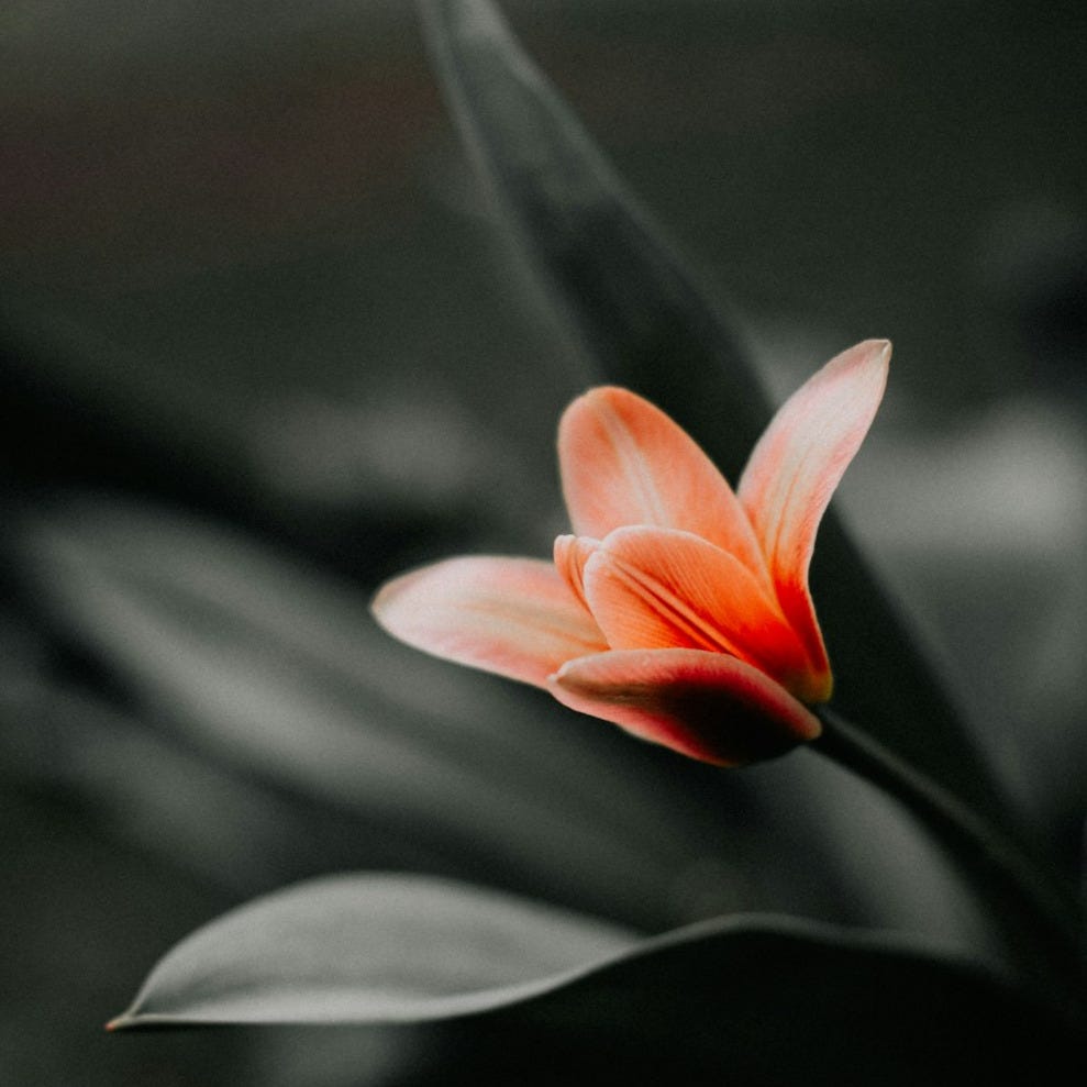 a close up of a flower with a blurry background