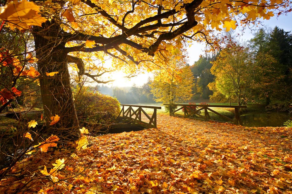 Golden autumn leaves and bridge