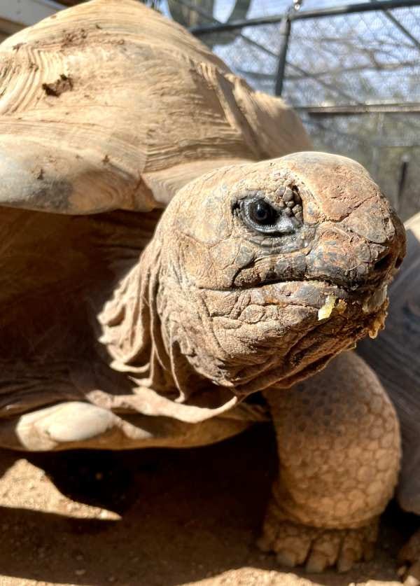 A tortoise. Photo: Jennifer Sandlin