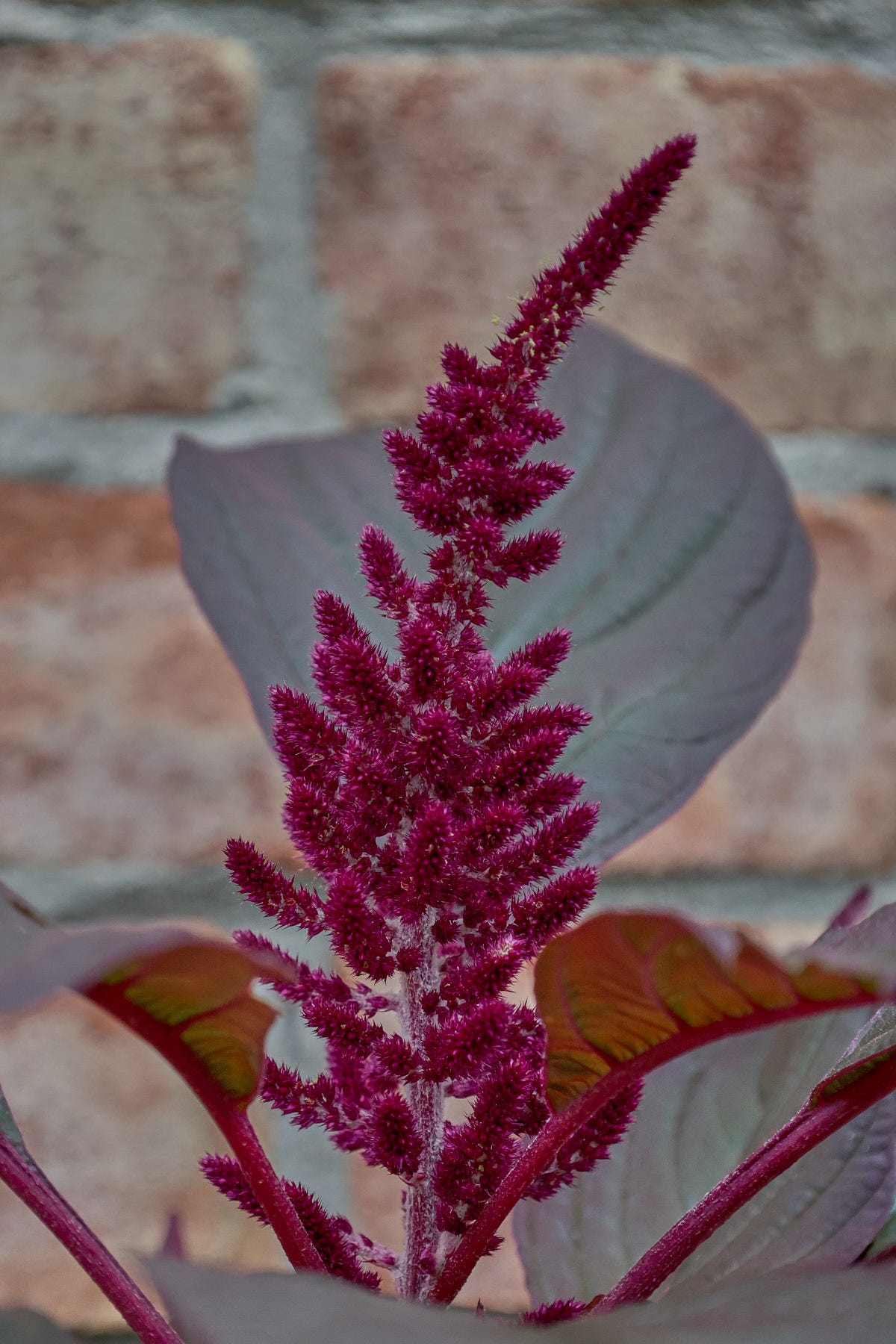 amaranth flowers amaranth flowers