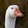 X avatar for @Jesterthegoose