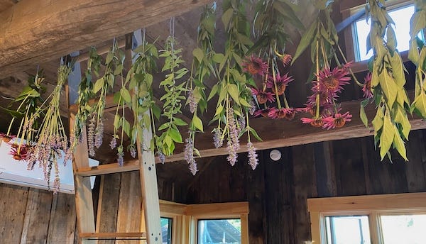 Homegrown herbal tea ingredients -- anise hyssop, echinacea, and lavender -- hang upside down from rough-hewn rafters in a rustic cabin.