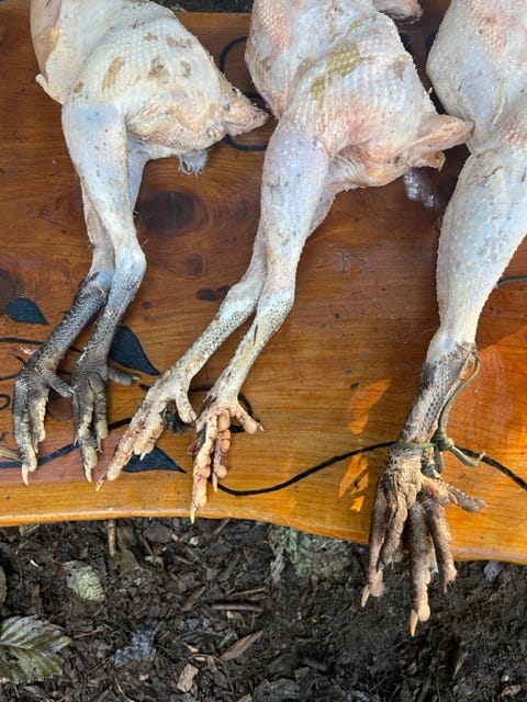 After de-feathering the roosters