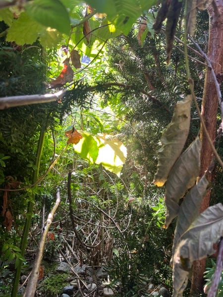 A hidden glen shines with a brilliant light, yellow glistening through the rich foliage.