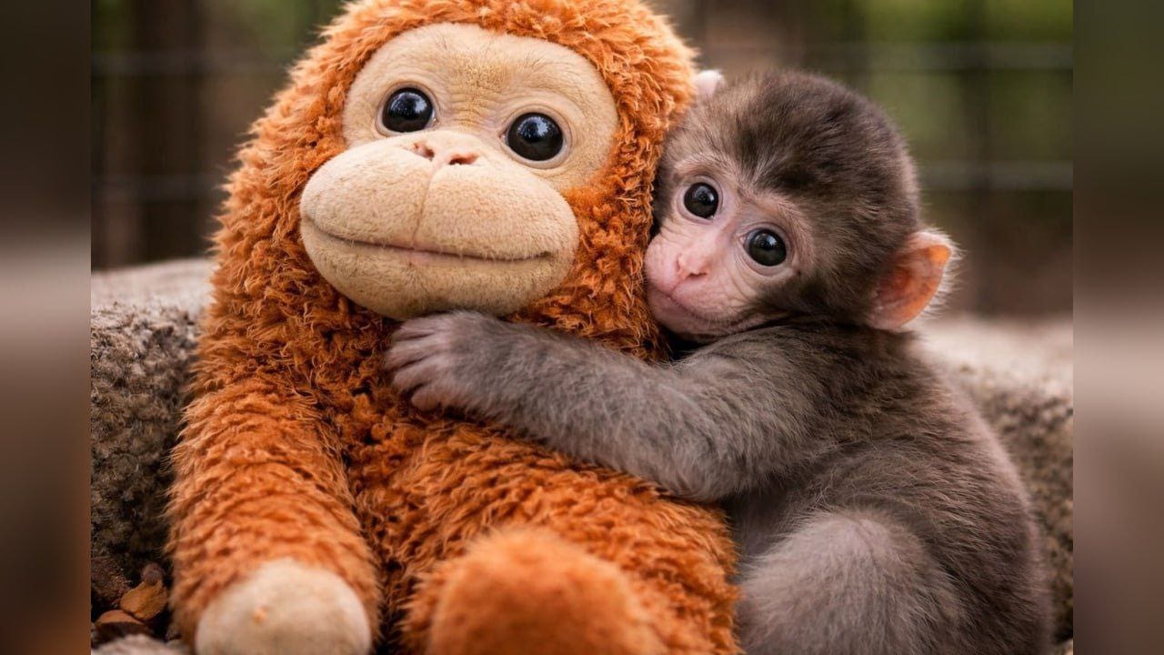 Punch, un macaco japonés, abraza su peluche en el Zoológico de Ichikawa, tras haber sido abandonado poco después de nacer. Foto: archivo particular
