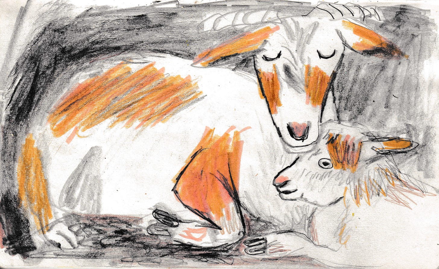 Mother and baby goat drawing by Beth Spencer Mother and baby goat drawing by Beth Spencer