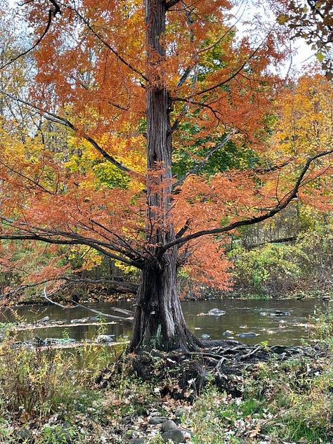 Yellow hickory, red maples, rusty dawn redwood, mixed hardwood forest on Asylum Lake, grapevines, and saffron bog Tamarack.