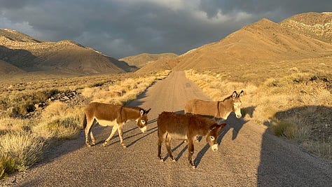 Mountain and desert scenes, wild burros