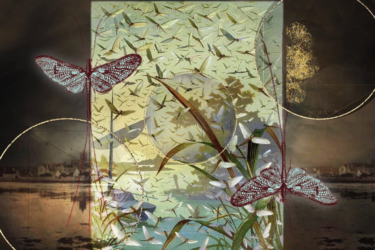 A moody digital collage of a 19th century illustration of a Mayfly hatch--hundreds of winged insects swarm over an idyllic sunrise waterscape. This is collaged over illustrations of detailed mayflies, gold glitter circles and new moon shapes, all over a sepia toned photo of the seaside town of Kirkwall. It is moody and ephemeral A moody digital collage of a 19th century illustration of a Mayfly hatch--hundreds of winged insects swarm over an idyllic sunrise waterscape. This is collaged over illustrations of detailed mayflies, gold glitter circles and new moon shapes, all over a sepia toned photo of the seaside town of Kirkwall. It is moody and ephemeral