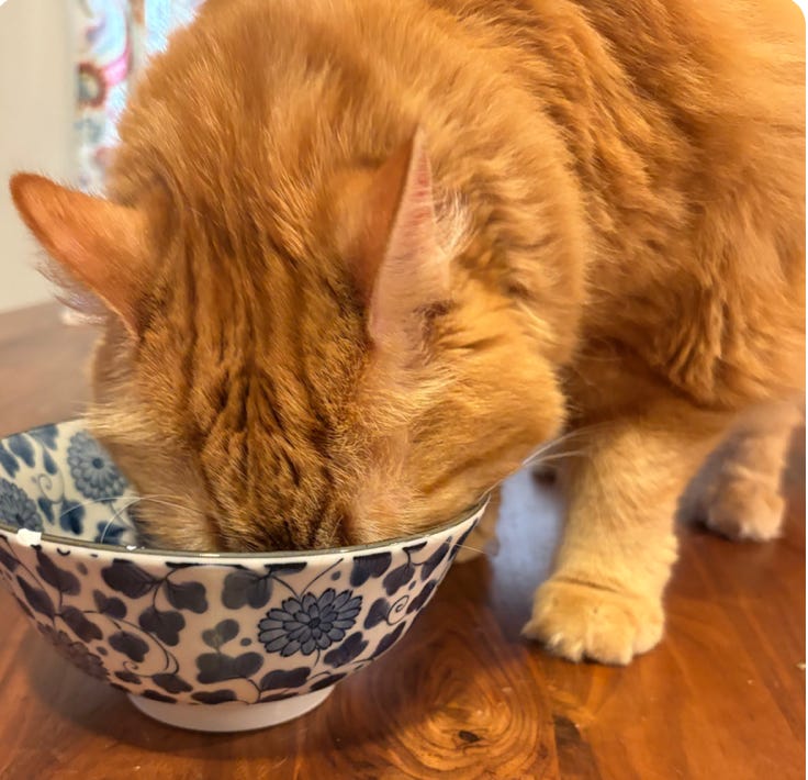 big orange cat with her snoot in a flower patterned bowl; standing on table