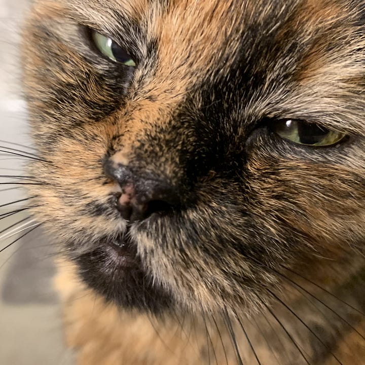 A gallery of four pictures of Dagmar's face close up with various funny expressions