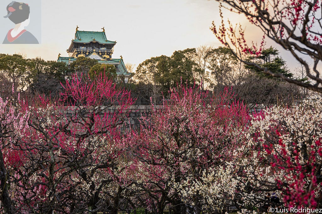 Miles de ciruelos en el parque del castillo de Osaka