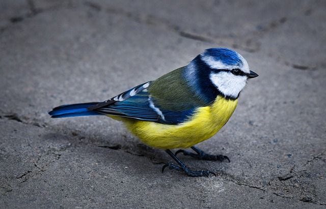 Free Bird Eurasian Blue Tit photo and picture