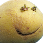 luckyd3v's avatar
