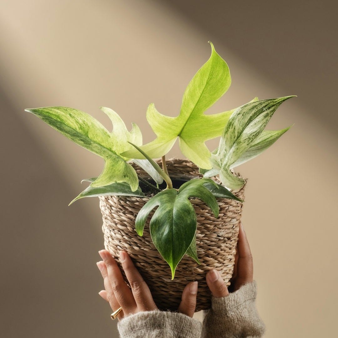Hands hold a potted plant with variegated leaves.
