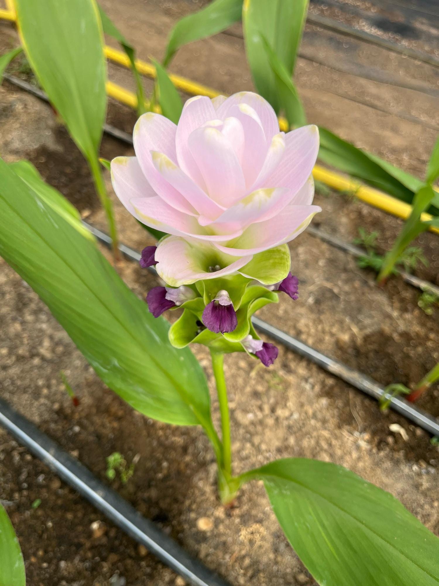 The Rise of Curcuma - by Ellen Frost - FlowerNerd