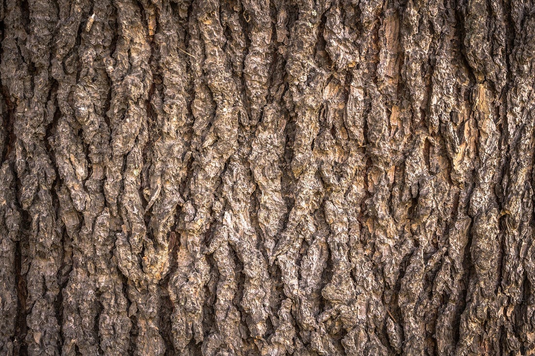 Bark - The Daily Garden