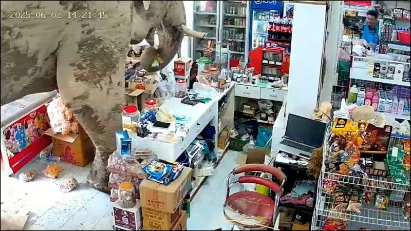 Elephant in store