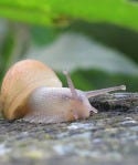 snail-355581_1920