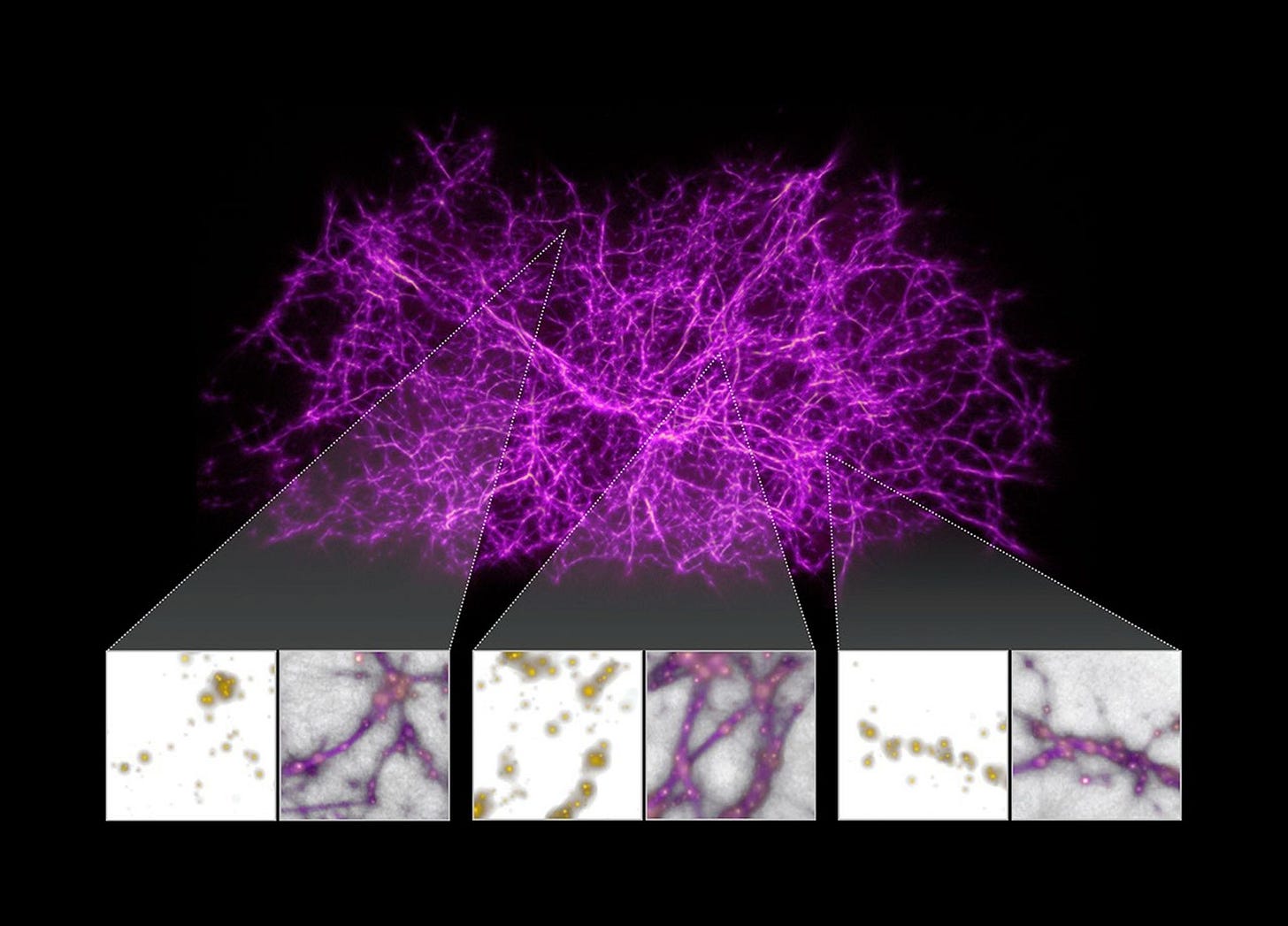 Cosmic Web and Slime Mold