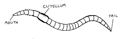 File:Wormanatomy simplified.png