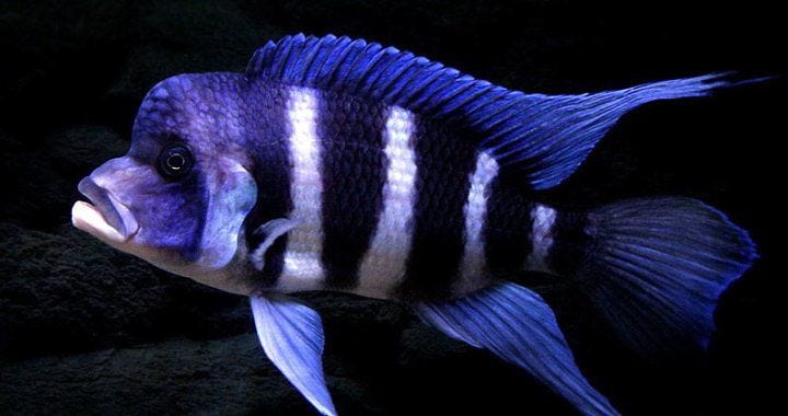 Pyszczak hełmiasty - Cyphotilapia frontosa | African cichlids, African  cichlid tank, Cichlids Pyszczak hełmiasty - Cyphotilapia frontosa | African cichlids, African  cichlid tank, Cichlids
