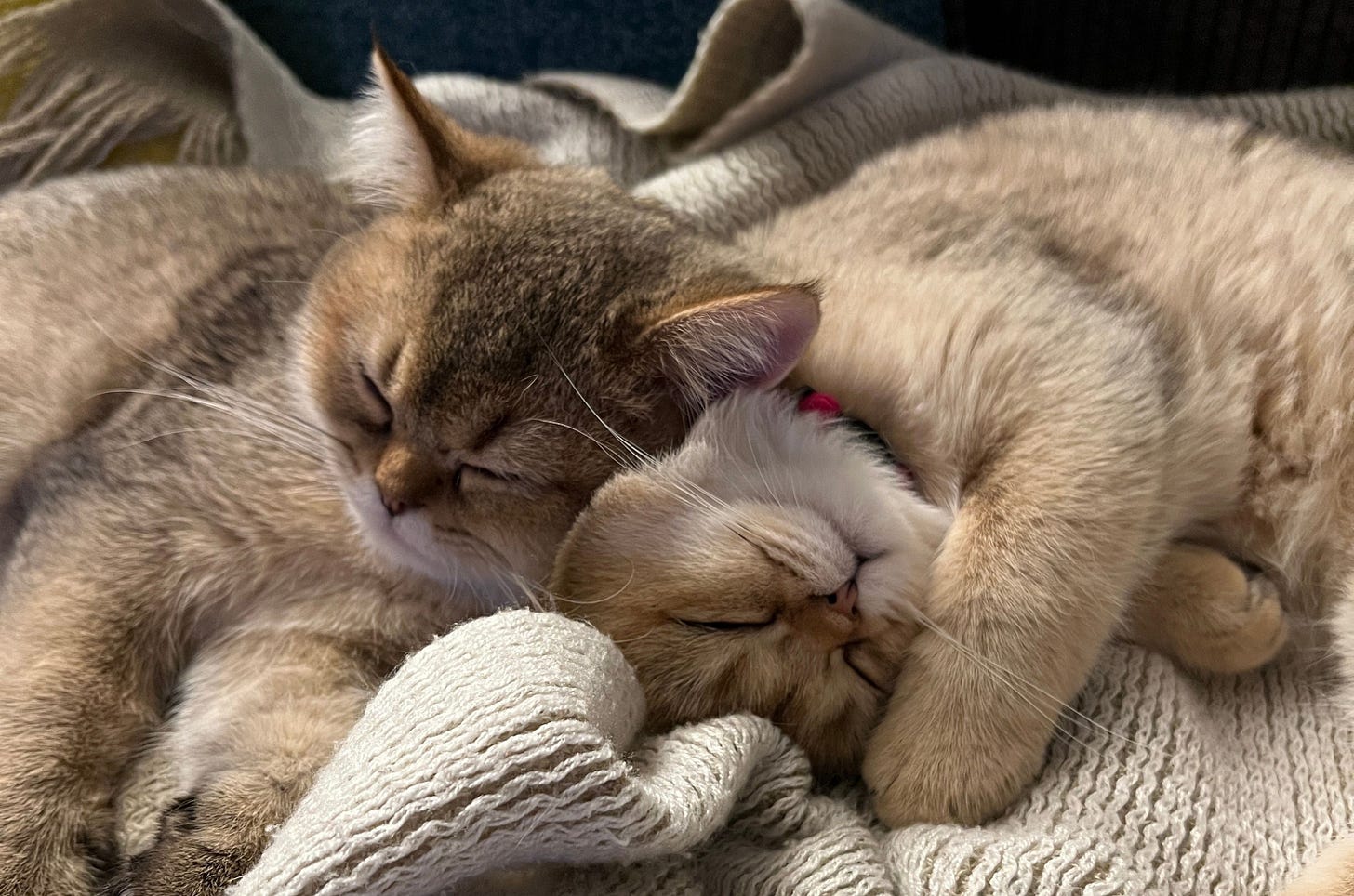 Kevin and Luisa are sleeping together head to head on a soft knitted blanket. Kevin and Luisa are sleeping together head to head on a soft knitted blanket.