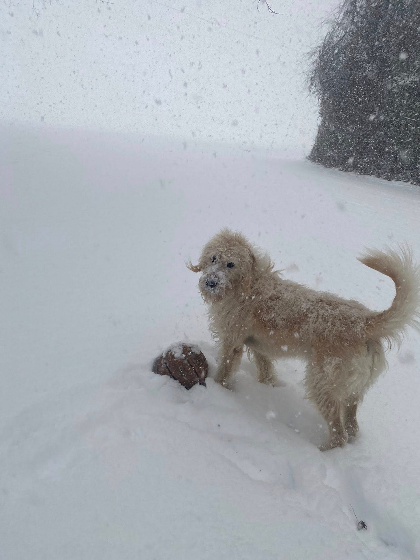 May be an image of Great Pyrenees